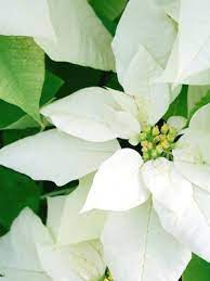 13 Holiday Party Tips Christmas Flowers Poinsettia Holiday Scents