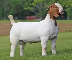 This Is The Complete Information Of Boer Goat And It Characteristics Learn How To Care And Management Of These Goats And Know About Th In 2020 Boer Goats Goats Breeds