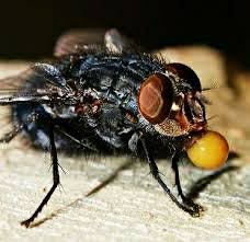 Most small species can live up to several weeks without food, and a week without water. What Did House Flies Eat Originally Do They Perceive Human Food As Better Quora