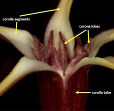 Image result for Strophanthus amboensis