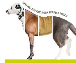 We help you rehome a dog or cat safely and effectively. Pet Adoption Uk Dogs Cats Rabbits For Adoption And Rehoming From Uk Animal Charities