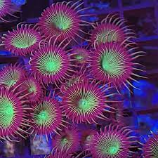 Wagon Wheel Polyps (Protopalythoa mutuki) - The Reef Farm