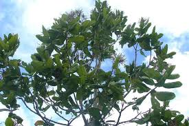 Image result for Triplaris americana