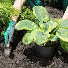 Black plastic mulch also keeps the melons from setting directly on the soil, which prevents some pest and disease issues in the fruit. Dyed Black Mulch Aumann S Garden Supplies Melbourne