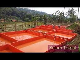 Wajib Tahu 10 Jenis Kolam Budidaya Ikan Lele Youtube Fish Farming Fish Tank Outdoor Structures