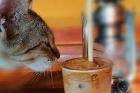 Produk susu untuk anak kucing longlife milk oats + dha dapat diberikan sebagai pengganti asi dari indukan. Susu Sgm Untuk Kucing 6 Efek Takaran Jenis Llm Nona Ternak