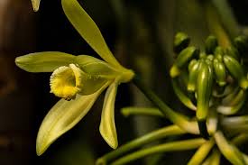 Image result for Platycoryne