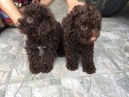 Black And White Toy Poodle Puppies For Sale Chocolate Female Poodle Puppy For Sale For Sale Philippines Find New And Used Chocolate Female Poodle P Poodle Puppy Poodle Puppies For Sale Puppies For Sale