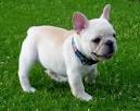 French Bulldog Dog Breed Information - American Kennel Club