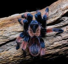 Image result for Emilia brachycephala