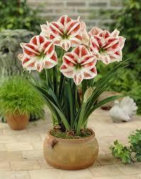 Pin On Flores Y Hojas