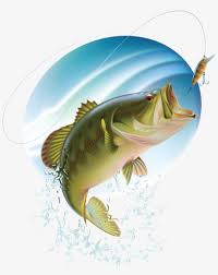 Download fishing images and photos. Bass Fishing Clipart Free Free Transparent Png Download Pngkey