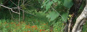 Image result for Rhynchosia nyasica