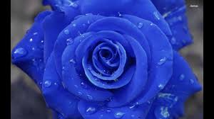 The missouri botanical garden database is a wonderful source. Beautiful Flowers Ten Most Beautiful Flowers 2016 Youtube