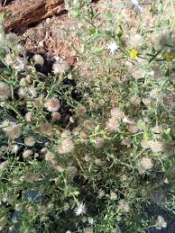 Image result for Chlorophytum amplexicaule