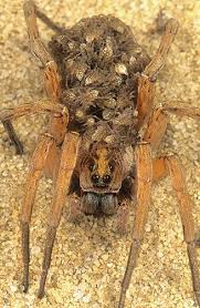 There are species of tarantulas that are known to be prone to hiding underwater. Stripey Follows His Dream Childrens Book Wolf Spider Spider Spider Eggs