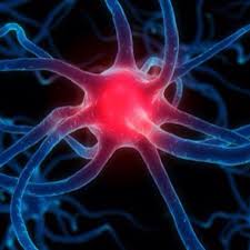Neurone Neurone Et Masseur
