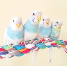 Pin On Pet Birds
