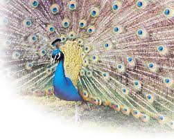 Ils sont largement utilisés pour les bijoux. Paon Bleu Pavo Cristatus La Ferme De Beaumont Les Paons