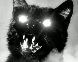Scary Dogs Cats Evil Cat