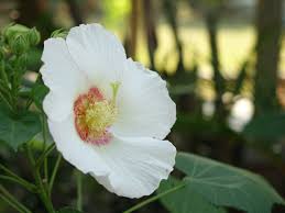 We did not find results for: Hibiscus Dog Head Hibiscus Three Zui Furong Acid Hibiscus Flower Free Image From Needpix Com