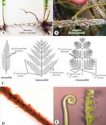 Image result for Pteris similis