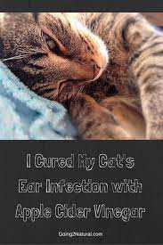 How I Cured My Cat S Ear Infection With Acv Going 2 Natural Cat Ear Infections Ear Infection Home Remedies Ear Infection