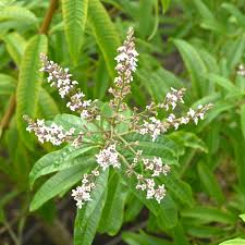 Image result for Aloysia citrodora