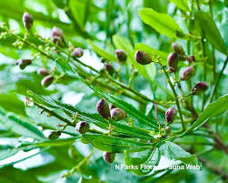 Image result for Filicium decipiens