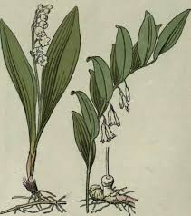 Maybe you would like to learn more about one of these? Lily Of The Valley Convallaria Majalis Solomon S Seal Polygonatum Multiflorum