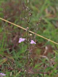 Image result for Micrargeria