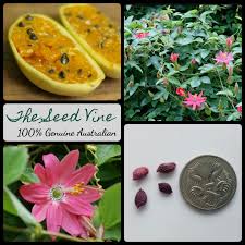 Image result for Passiflora mollissima