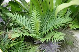 Image result for Blechnum tabulare