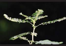 Image result for Phyllanthus odontadenius