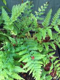 Image result for Microlepia strigosa