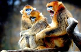 القرود الذهبية ذات الوجه الازرق منتديات أحباب العمر Animals Wild Animals Wild Animal World