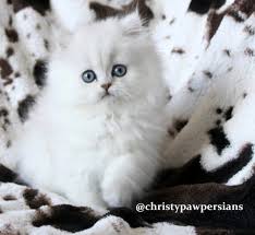 Silver doll face persian kittens for sale in missouri. Silver Doll Face Persian Kittens For Sale In Missouri Christypaw Persians