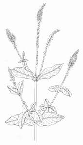 Image result for Achyranthes