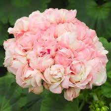 Pollinators adore it, and the. Buy Geranium Apple Blossom J Parker Dutch Bulbs Geraniums Geranium Plant Garden Flowers Perennials