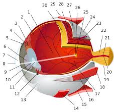 human eye wikipedia