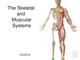 This is an antagonist muscle of the biceps and extends the elbow. Skeletal And Muscular System