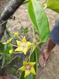 Image result for Vincetoxicum apiculatum