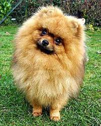 Pomerania Perro Perros Pomerania Perros Pomerania