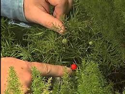 Asparagus Fern Youtube