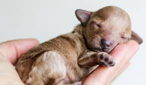 See some hope dog names: 40 Beautiful Dog Names That Mean Hope Dogvills