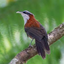 Image result for Blotiella crenata