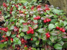 A totally new wintergreen is on the scene. A Gem Called Gaultheria Perennially Yours
