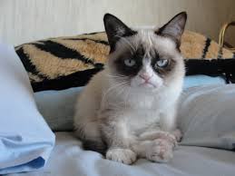 Grumpy Cat Breed Type Grumpy Cat