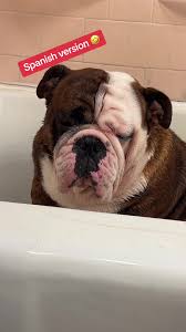 Canelities enojado: ¡El baño no le gusta!