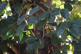 Image result for Ficus lutea